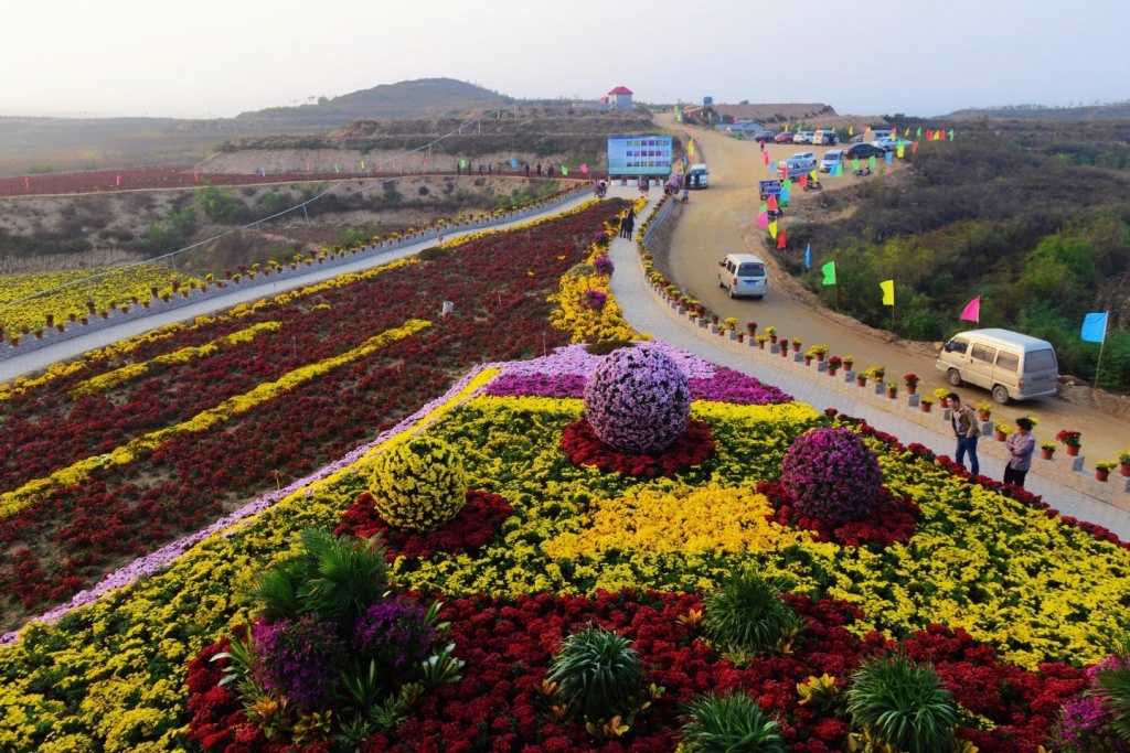 邢臺縣龍泉寺鄉抱香谷現代農業示范園,千畝夏菊梯田花海,色彩斑斕,美不勝收