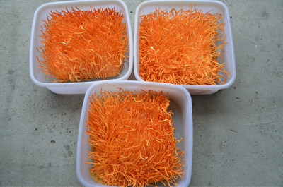 蟲草-黃金價格回收石家莊保定邢臺蟲草天天回收河北省蟲草好壞都收采購平臺求購產(chǎn)品詳情