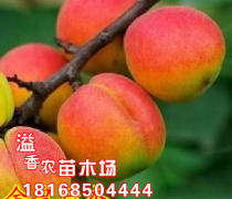 【邢臺杏樹苗品種產品庫】_價格/圖片/廠家 - 河北產品庫 - 阿土伯網手機版