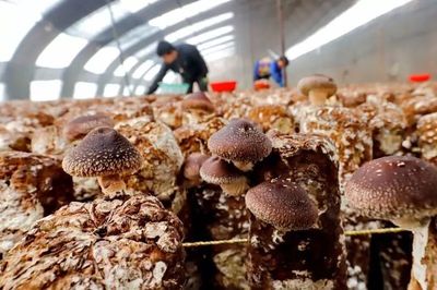 邢臺6個農產品品牌要火了!有你家鄉的嗎?