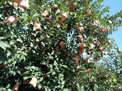 薄皮核桃河北邢臺內丘縣_批發_供應-一畝田農業網_專業的農產品信息商務平臺