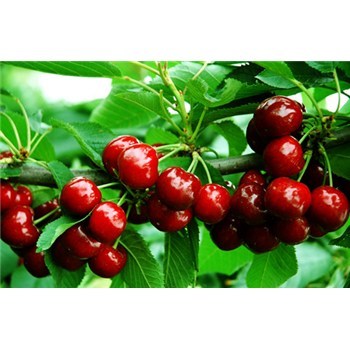 大櫻桃苗邢臺市吉塞拉櫻桃樹苗-企匯網