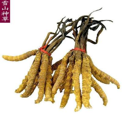 邢臺市回收冬蟲夏草-禮品25克60克100克500克產(chǎn)品