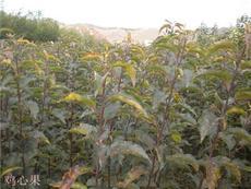 走進邢臺 匠心獨具的地方特色產(chǎn)品展示