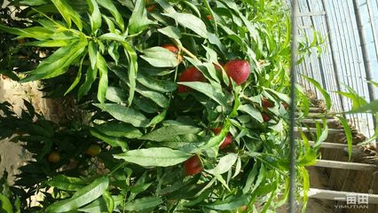 中油4號油桃河北邢臺市威縣批發(fā)供應信息